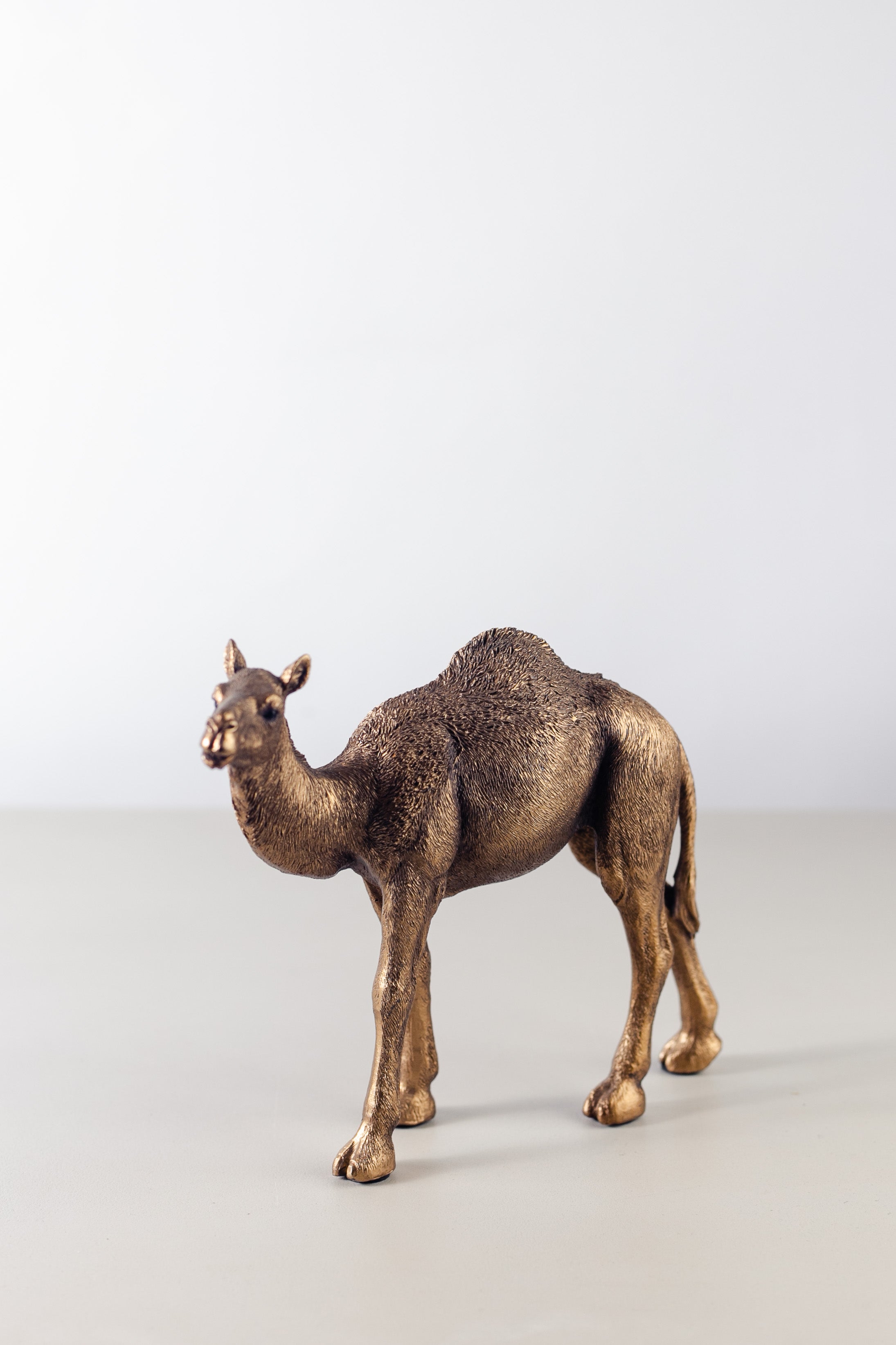 Camello Sahara