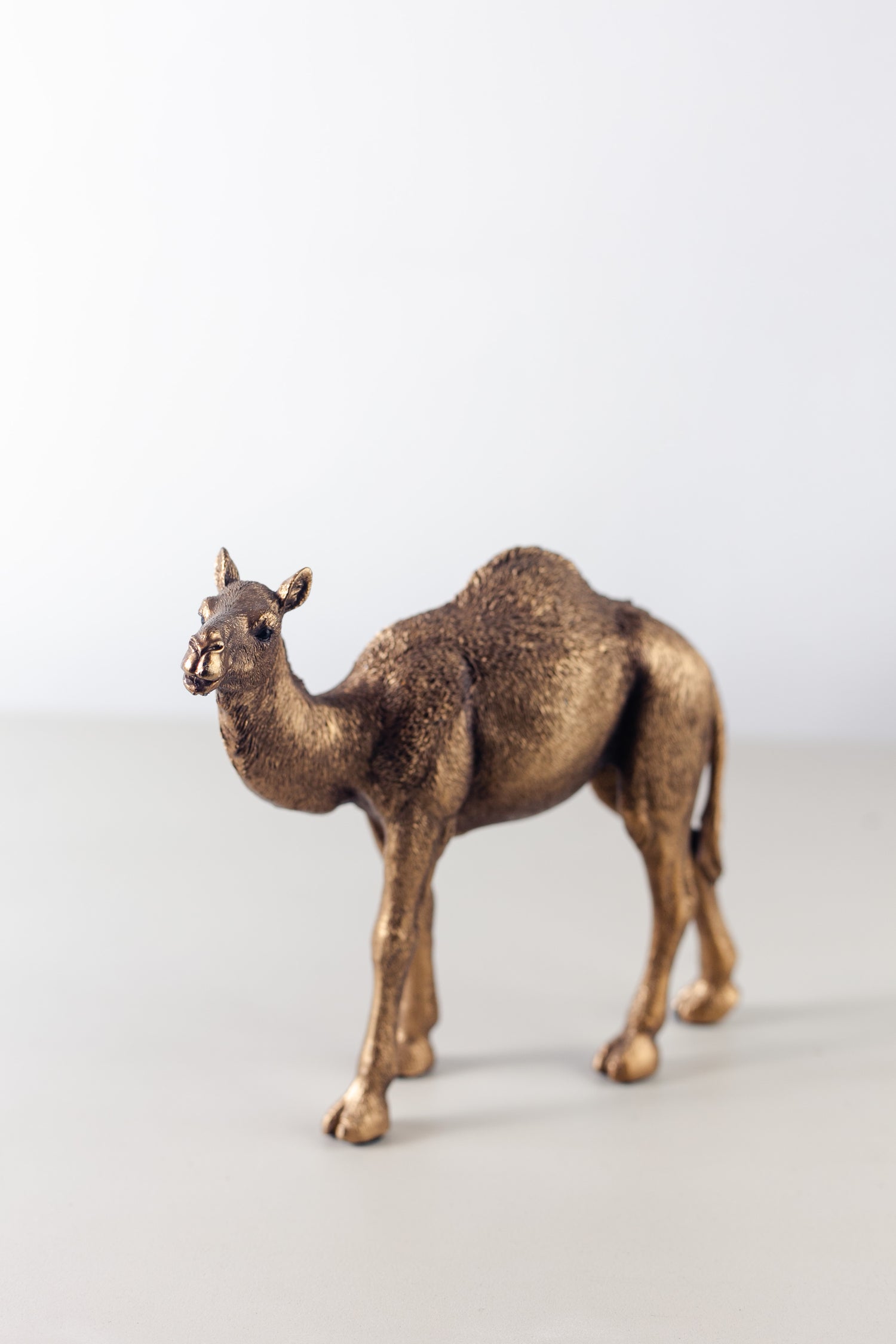 Camello Sahara