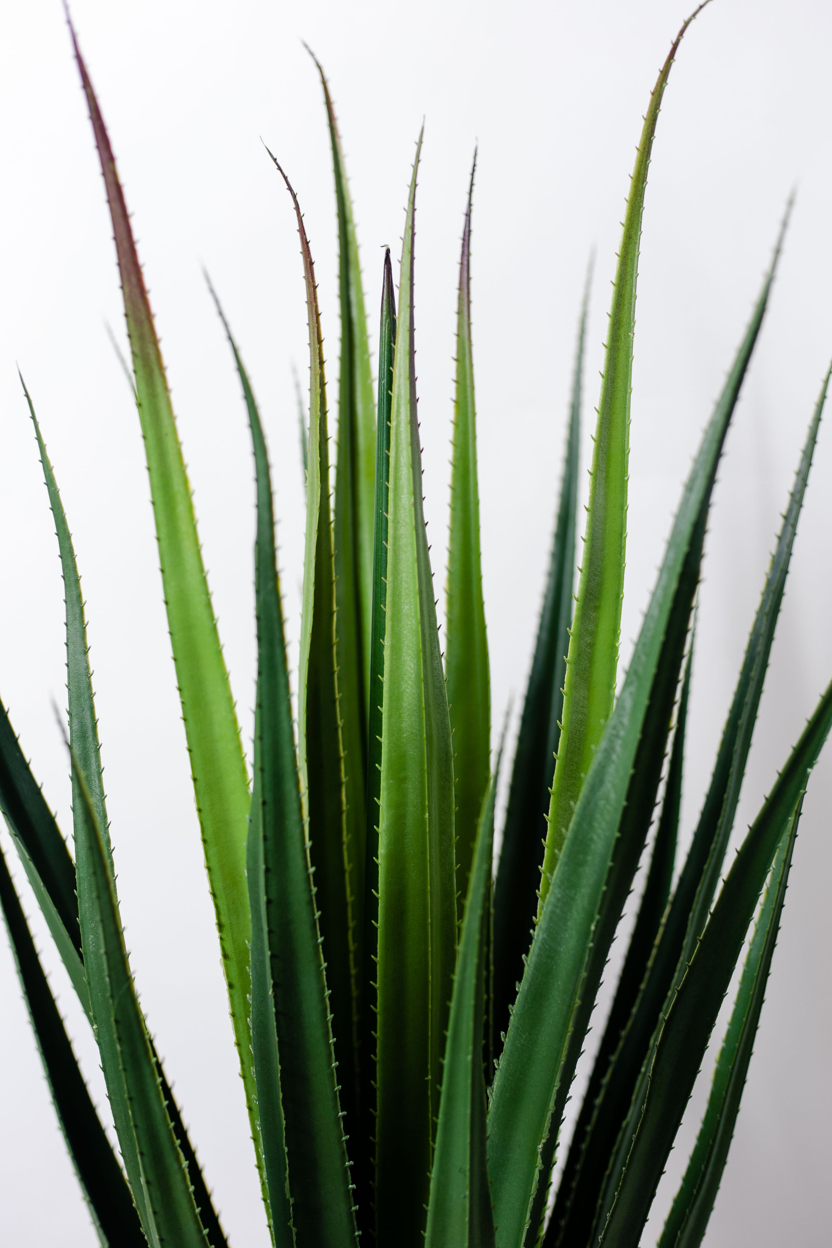 Planta Agave