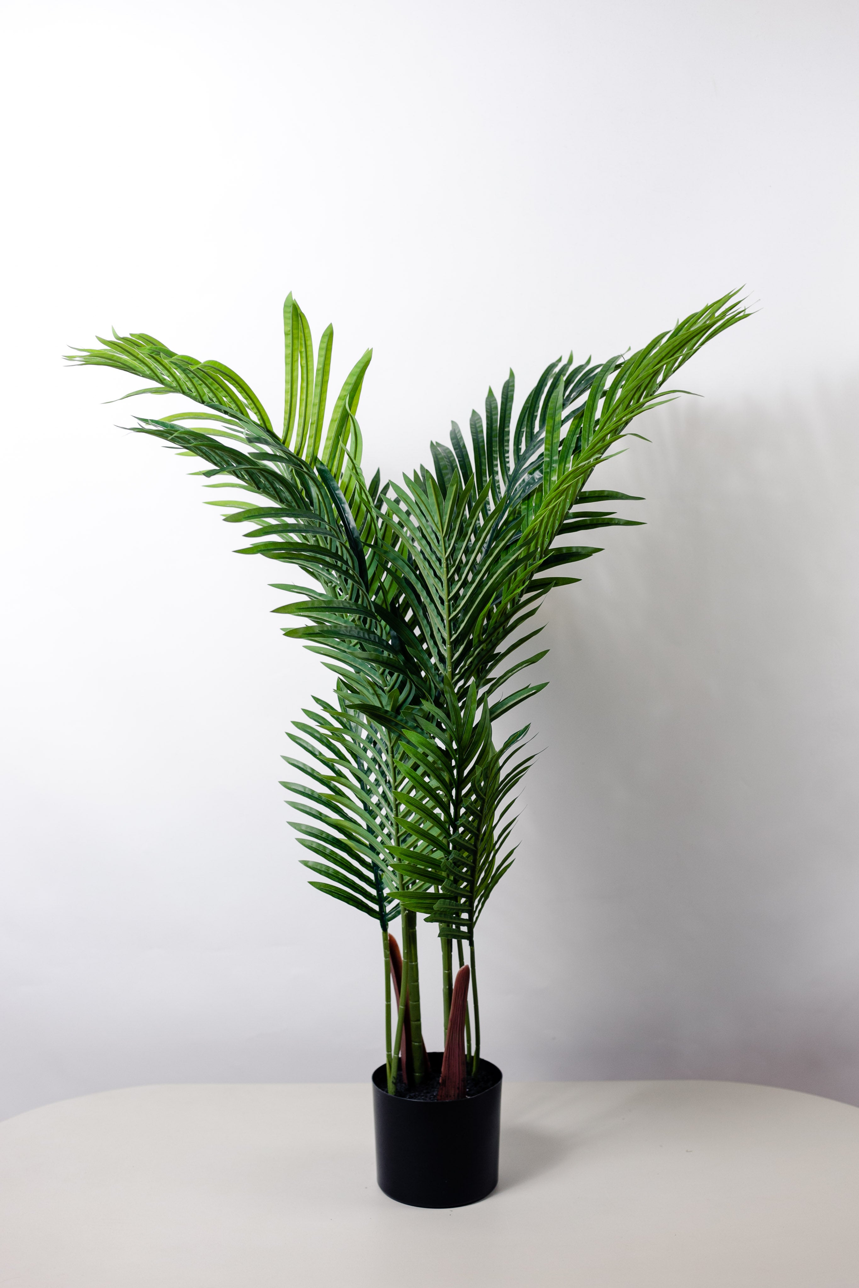 Palmera mediana