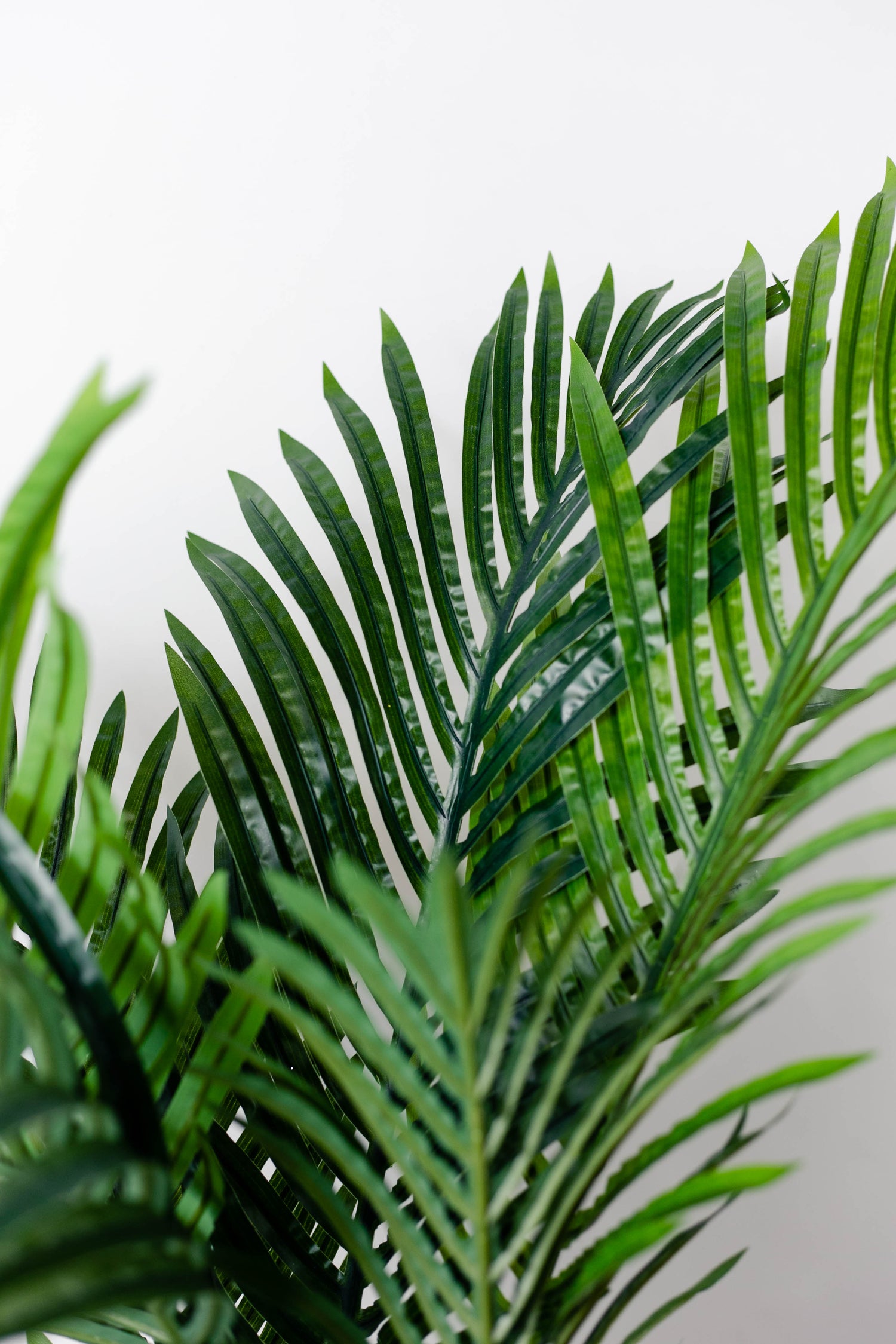 Palmera mediana