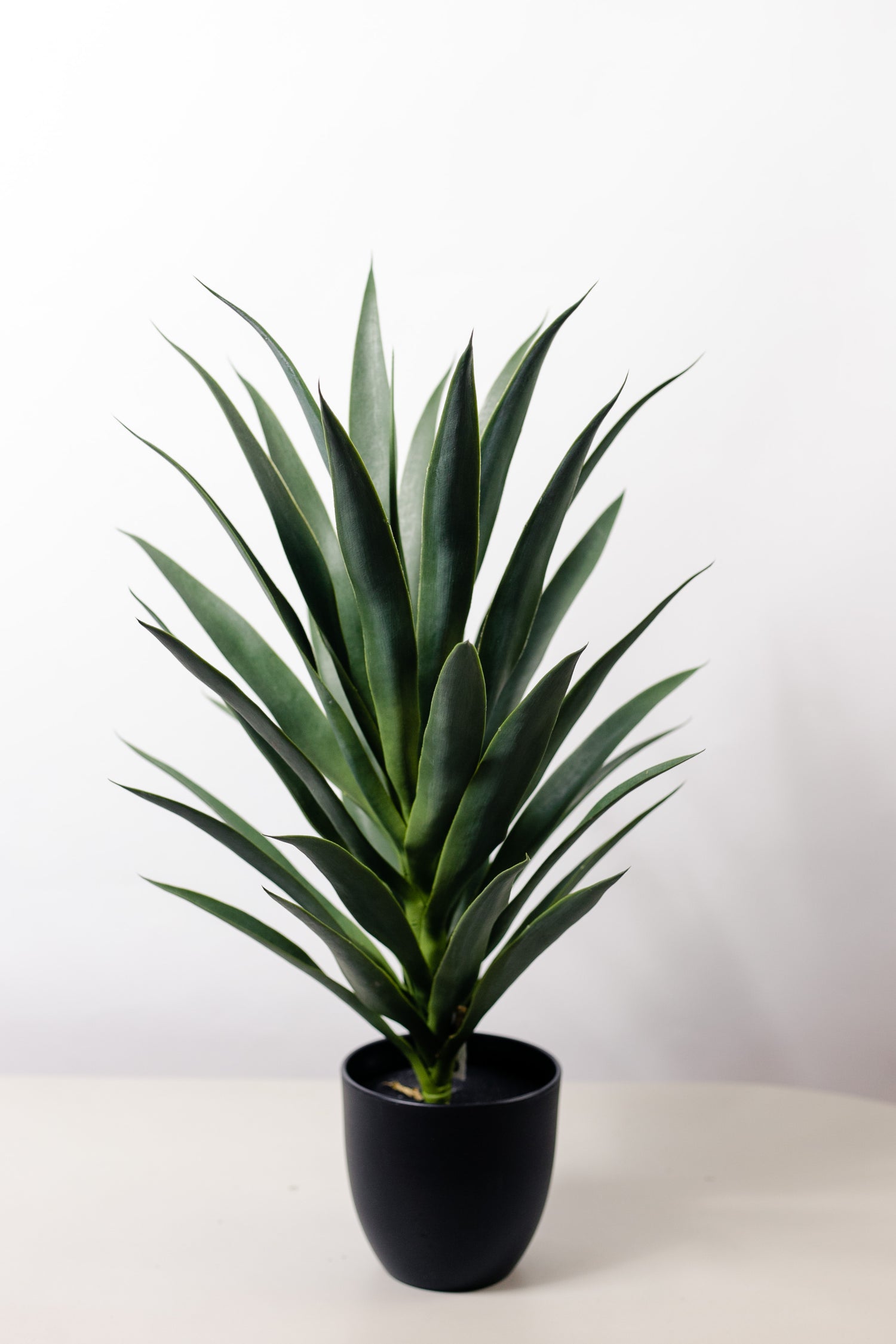 Planta Agave