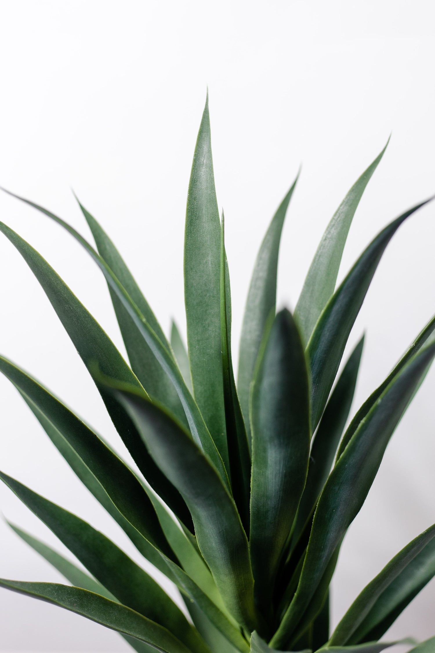 Planta Agave