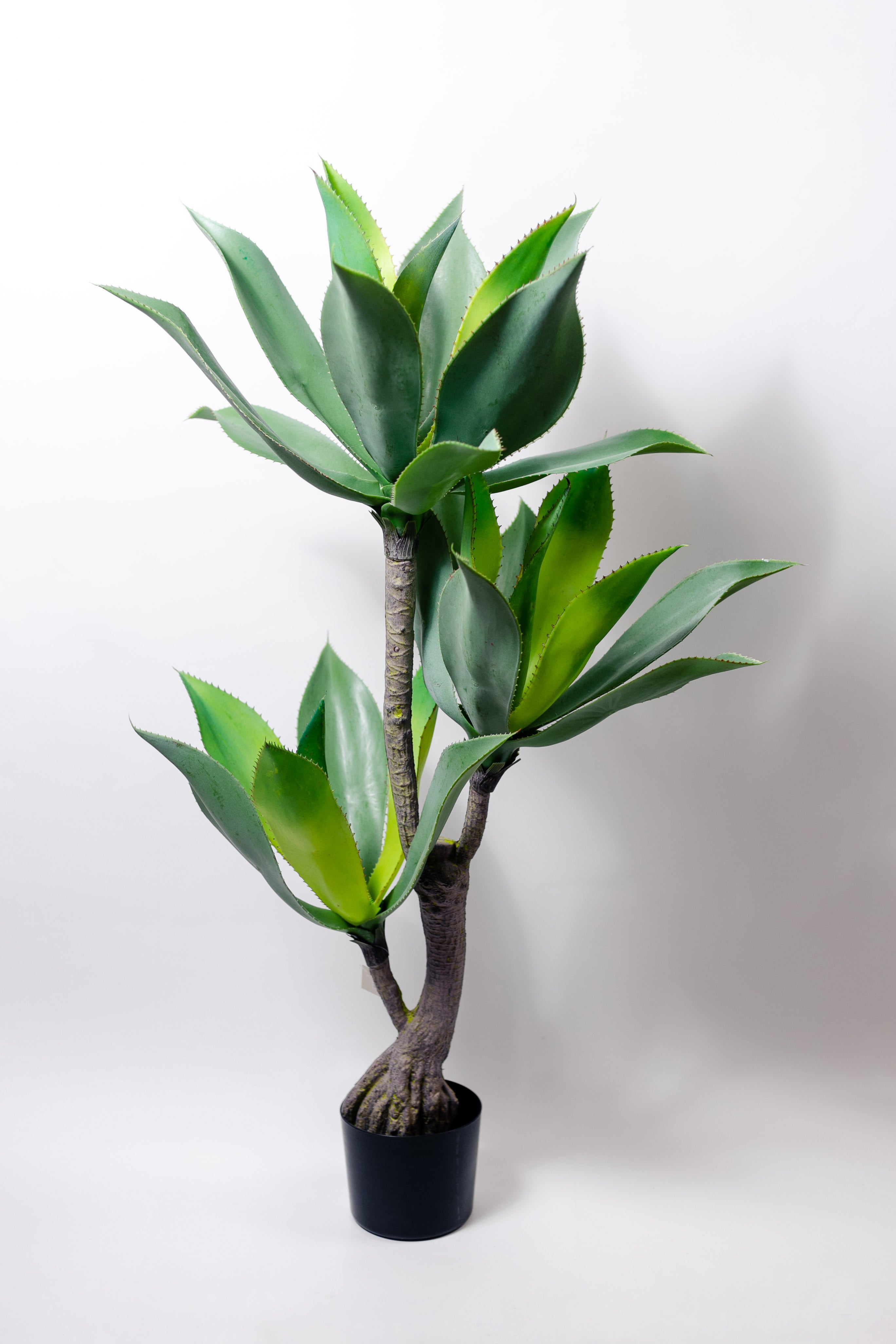 Agave premium