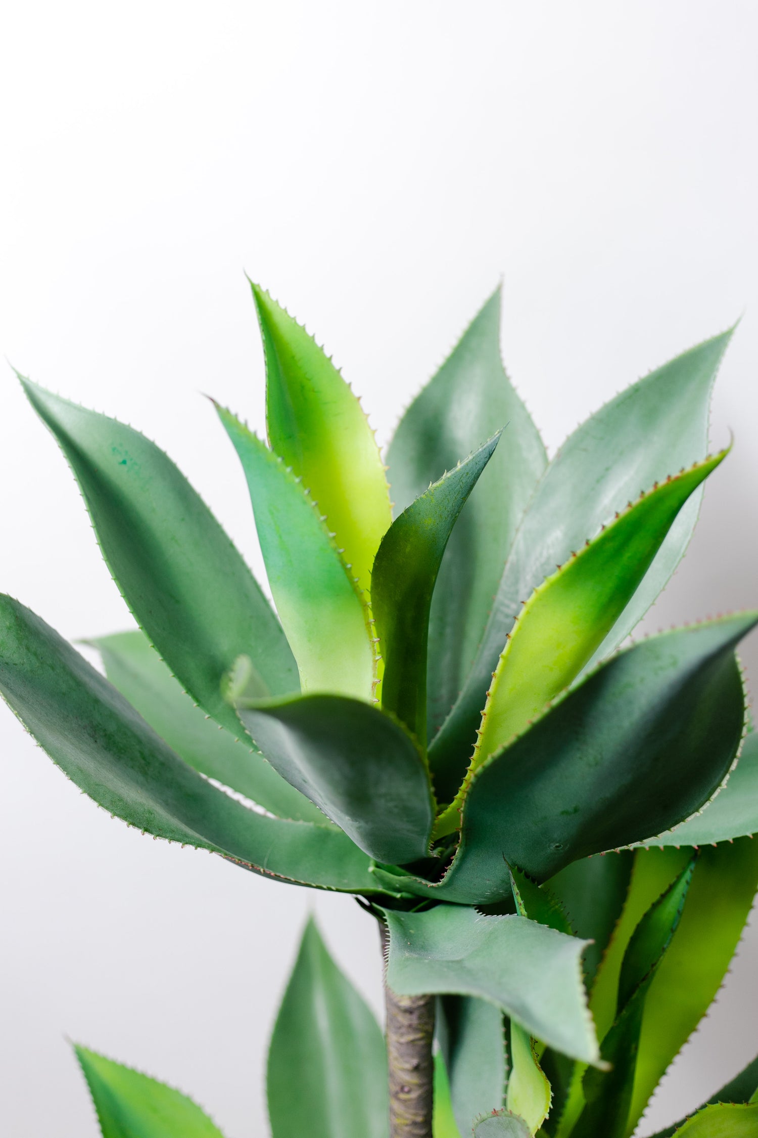 Agave premium